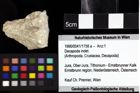 Foto (Objket + Etiketten) von Mecochirus sp. 